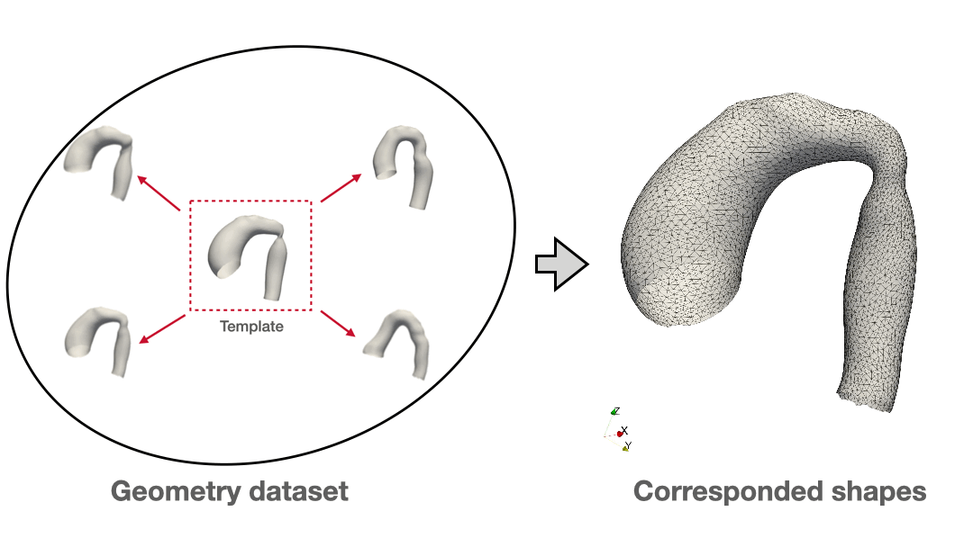 Animated cross-patient vascular shape registration